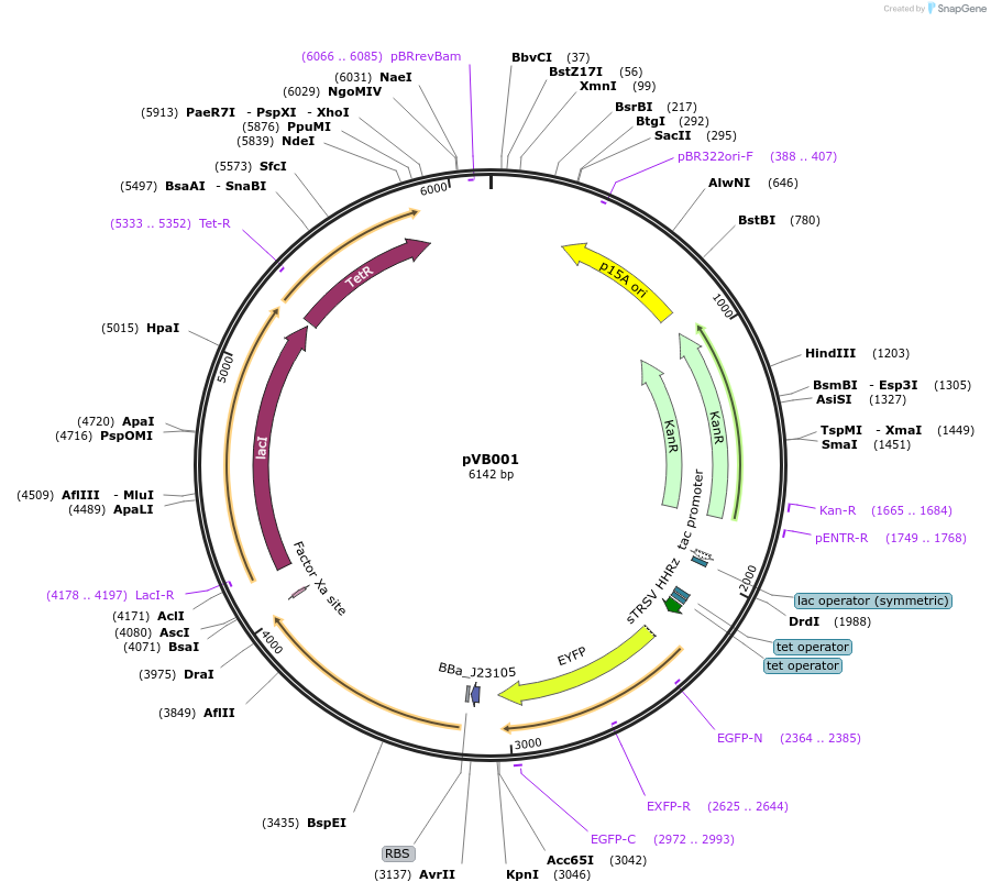 127185-plasmid-map-sequence-id-248940
