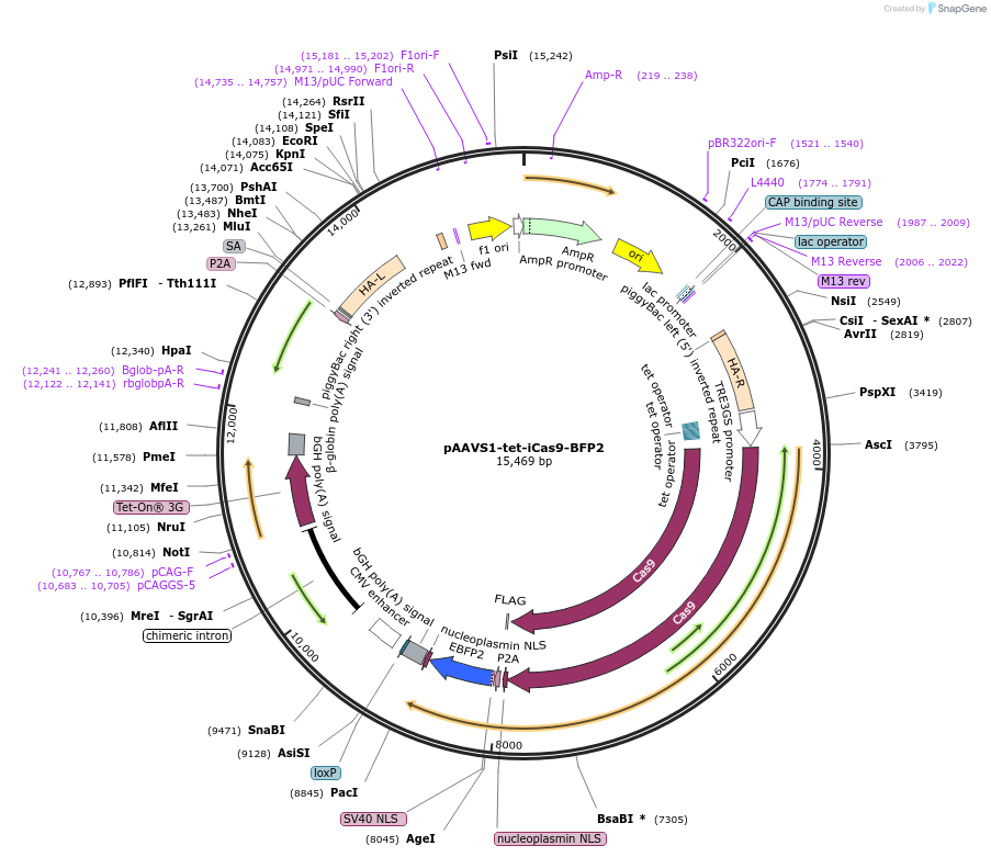 125519-plasmid-map-sequence-id-248941