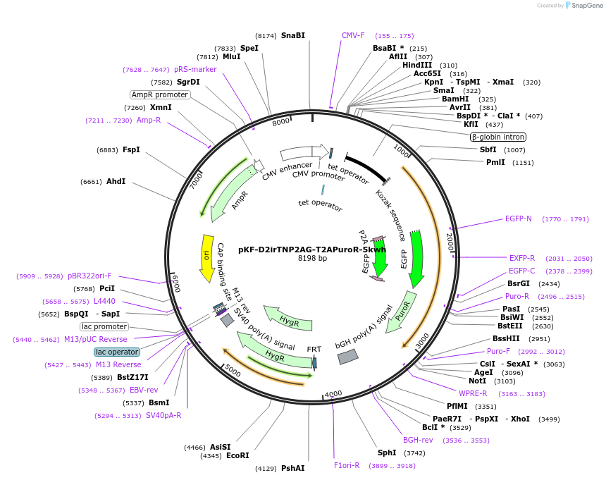 128255-plasmid-map-sequence-id-248943
