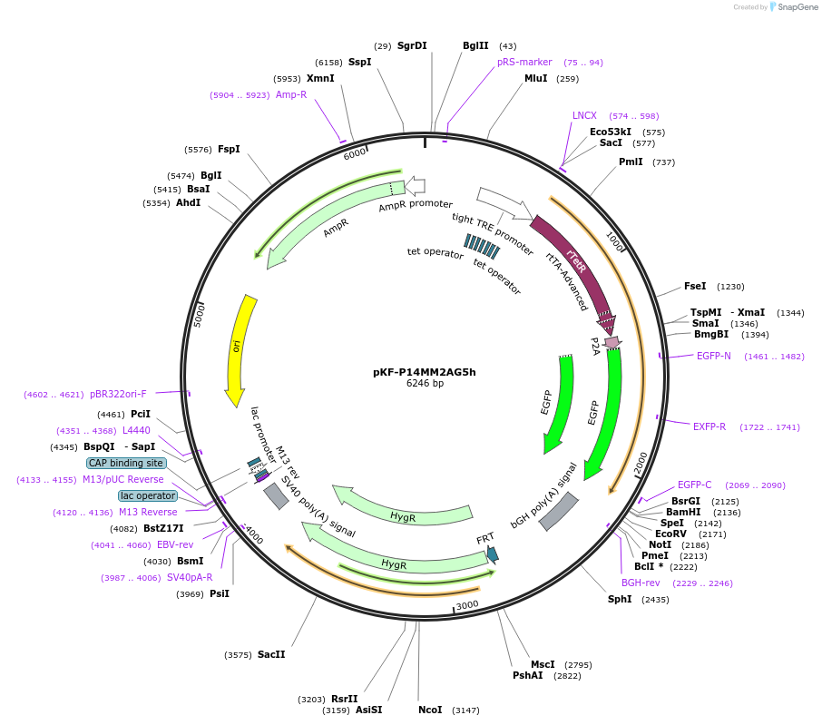 128254-plasmid-map-sequence-id-248946