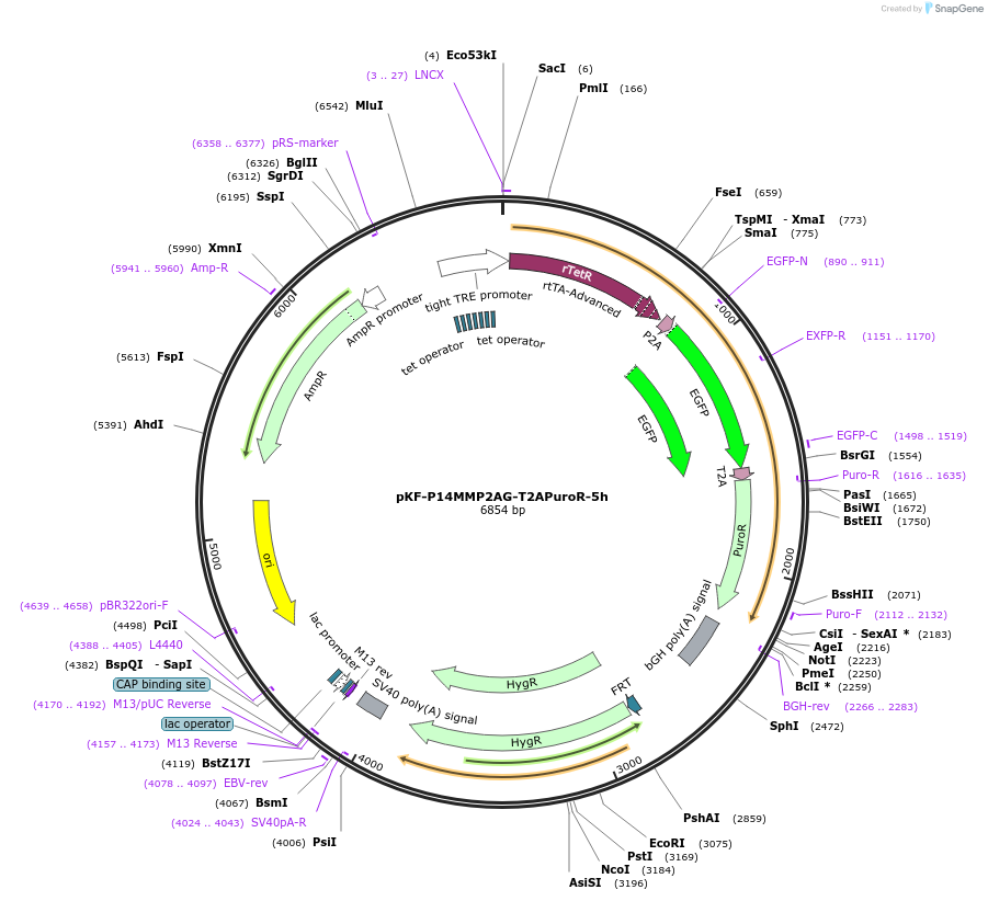 128256-plasmid-map-sequence-id-248948