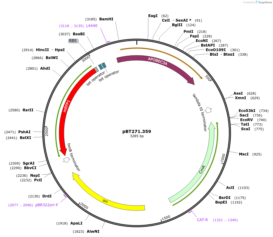 127845-plasmid-map-sequence-id-248970
