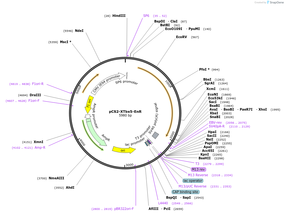 117249-plasmid-map-sequence-id-248971
