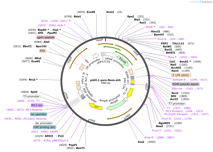 127651-plasmid-map-sequence-id-248977