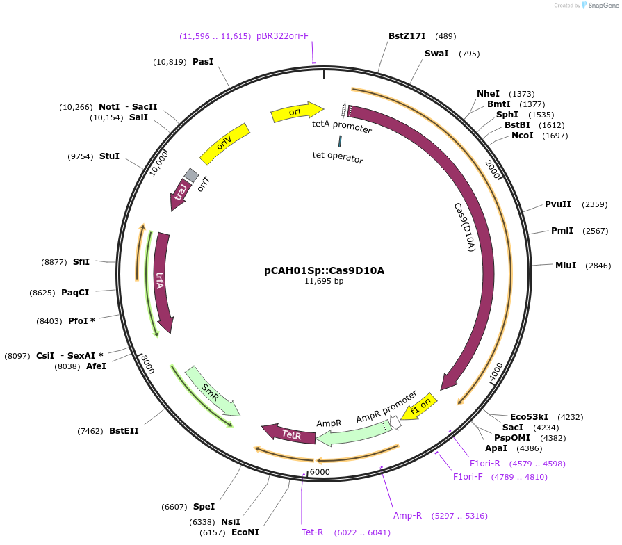 128161-plasmid-map-sequence-id-248978
