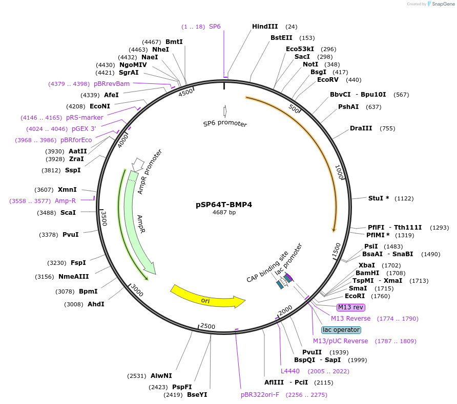 117254-plasmid-map-sequence-id-248990