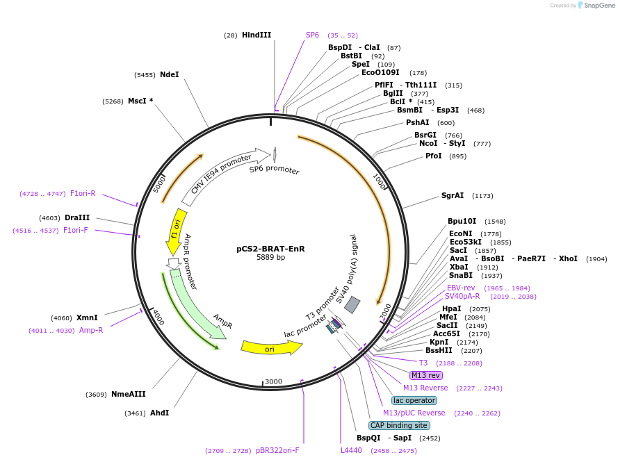 117252-plasmid-map-sequence-id-248999