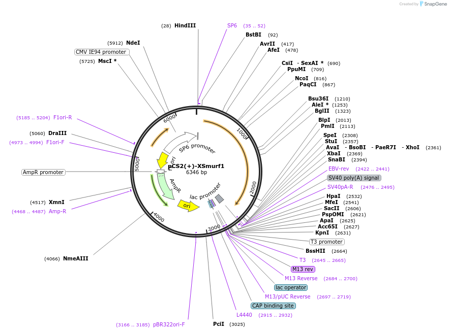 117244-plasmid-map-sequence-id-249003