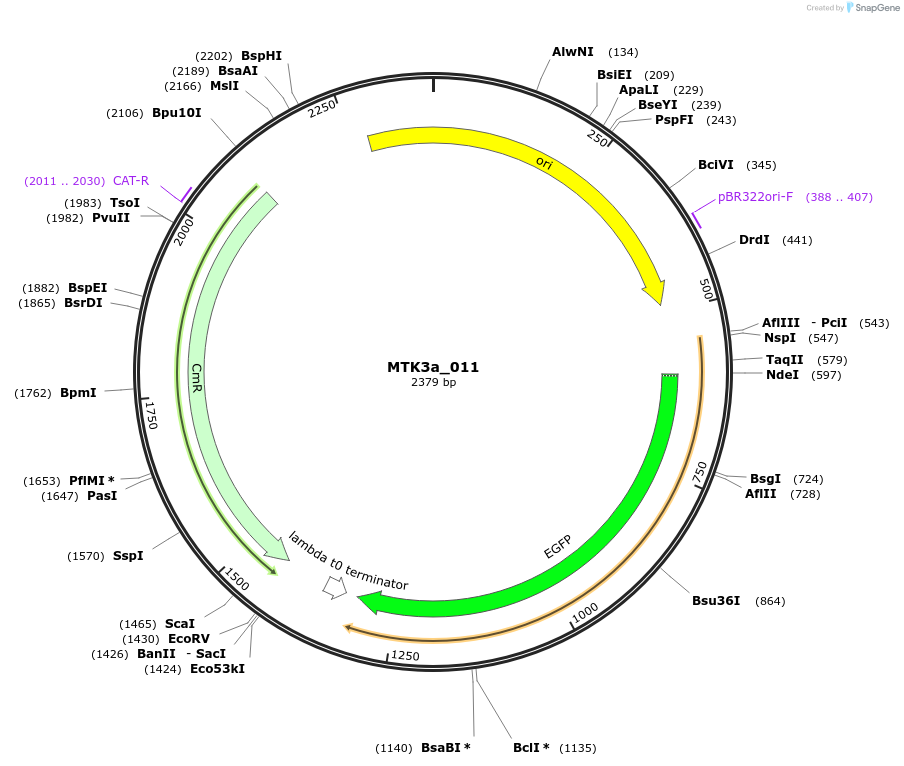 123764-plasmid-map-sequence-id-249007