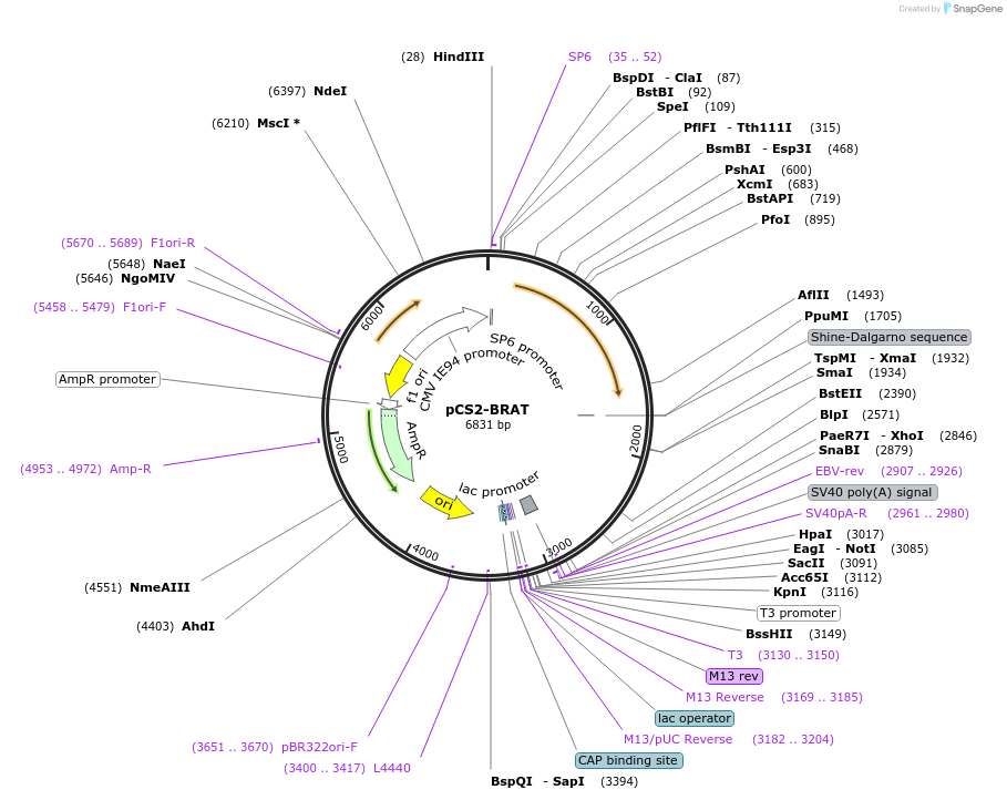 117251-plasmid-map-sequence-id-249010