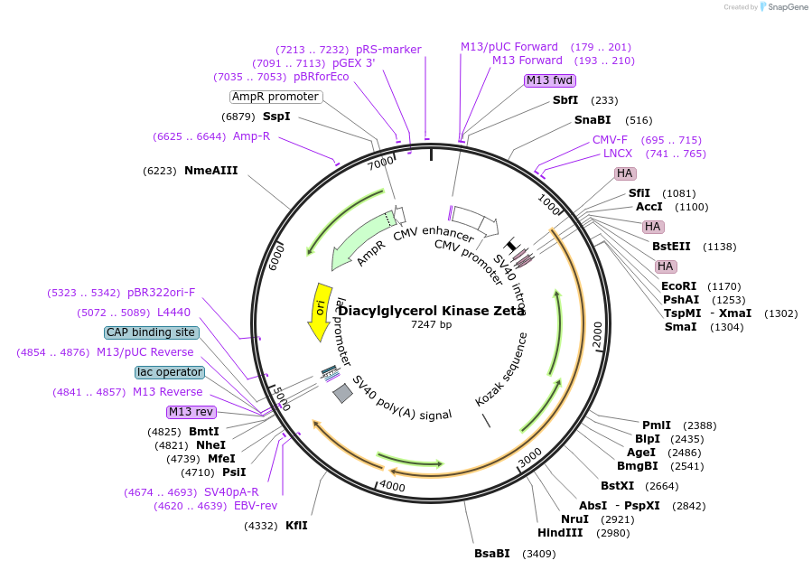 85454-plasmid-map-sequence-id-249019