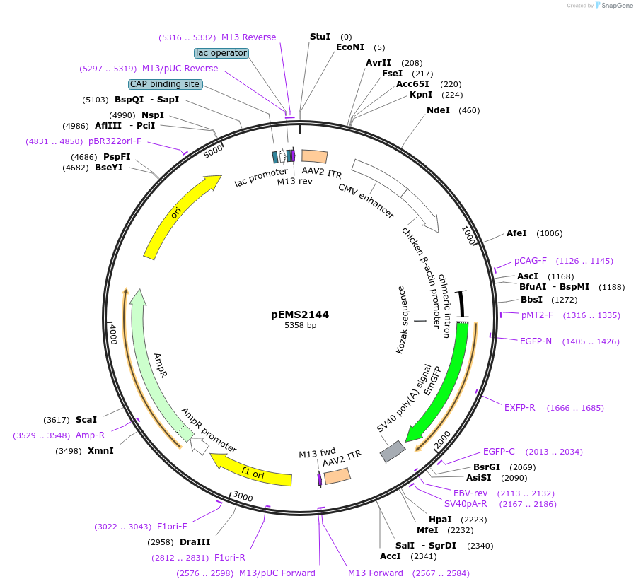 104357-plasmid-map-sequence-id-249037