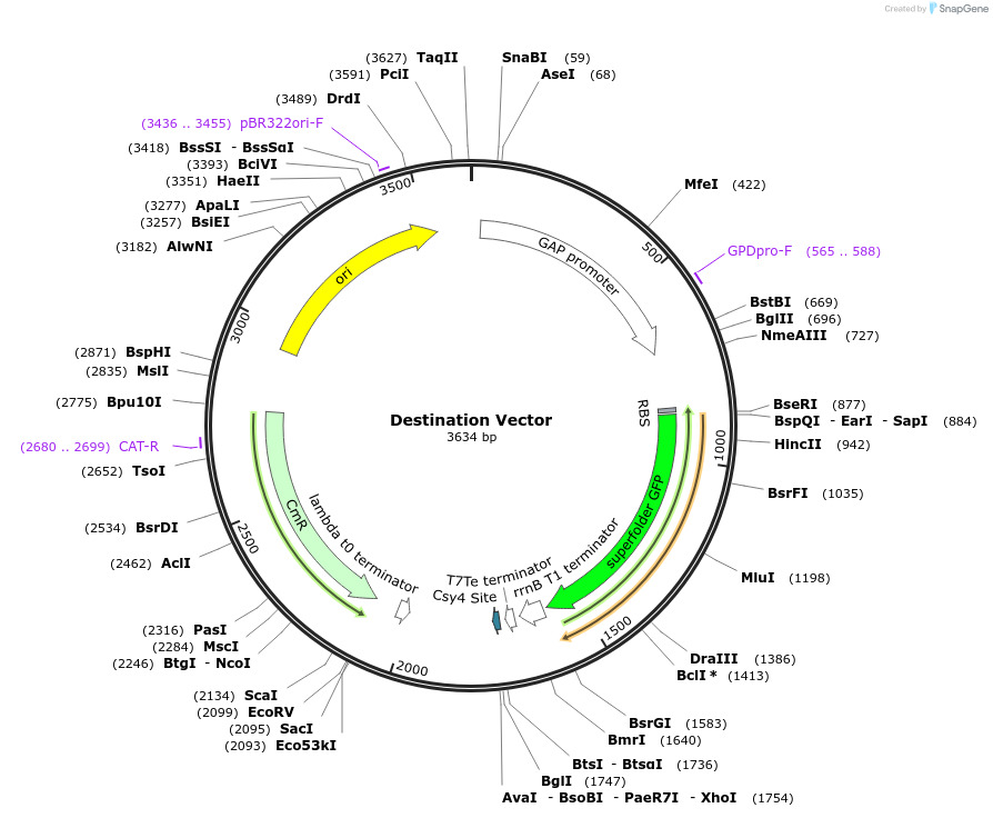 125754-plasmid-map-sequence-id-249039
