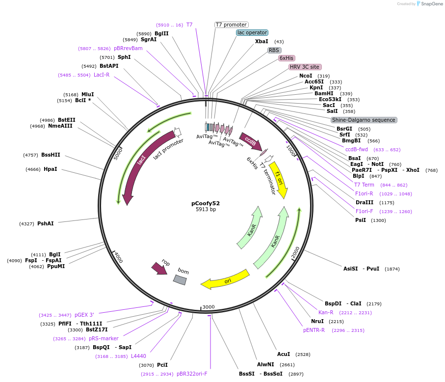 122006-plasmid-map-sequence-id-249042