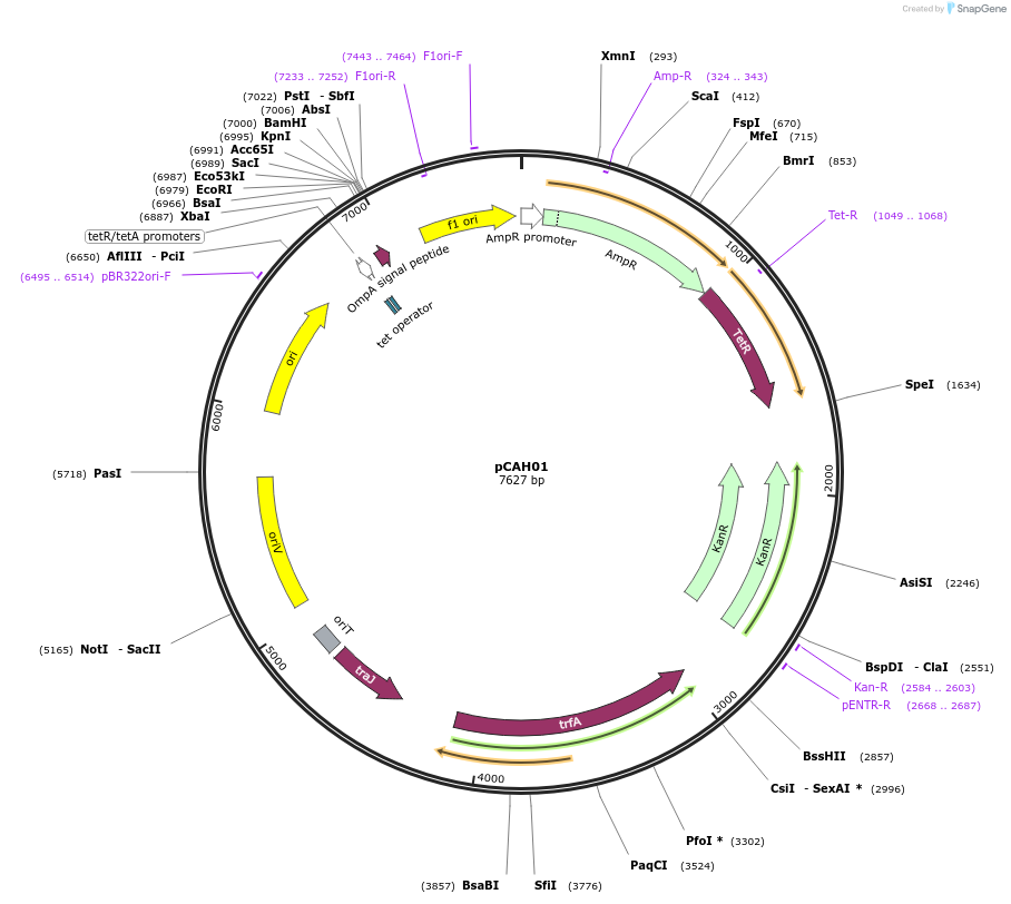 128162-plasmid-map-sequence-id-249045