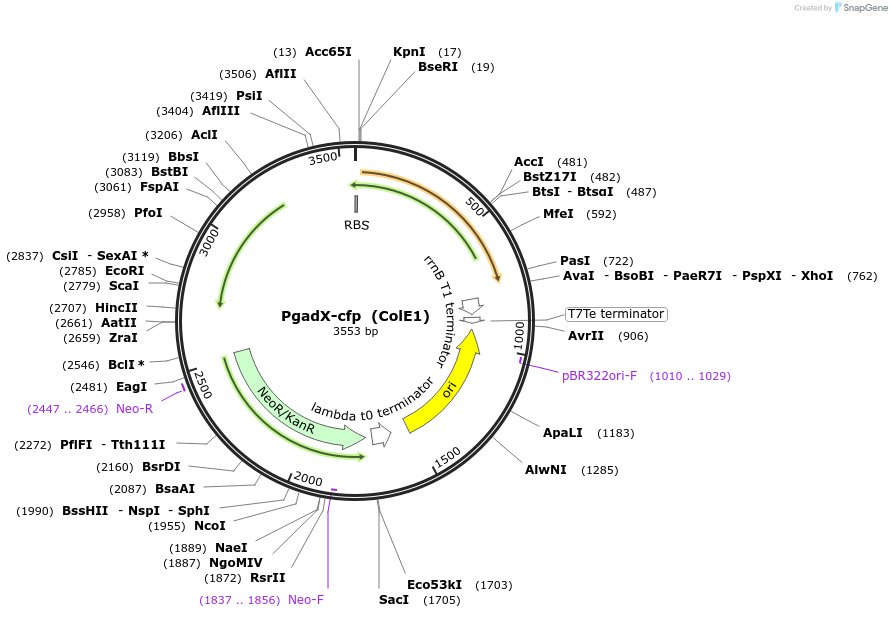 127939-plasmid-map-sequence-id-249060
