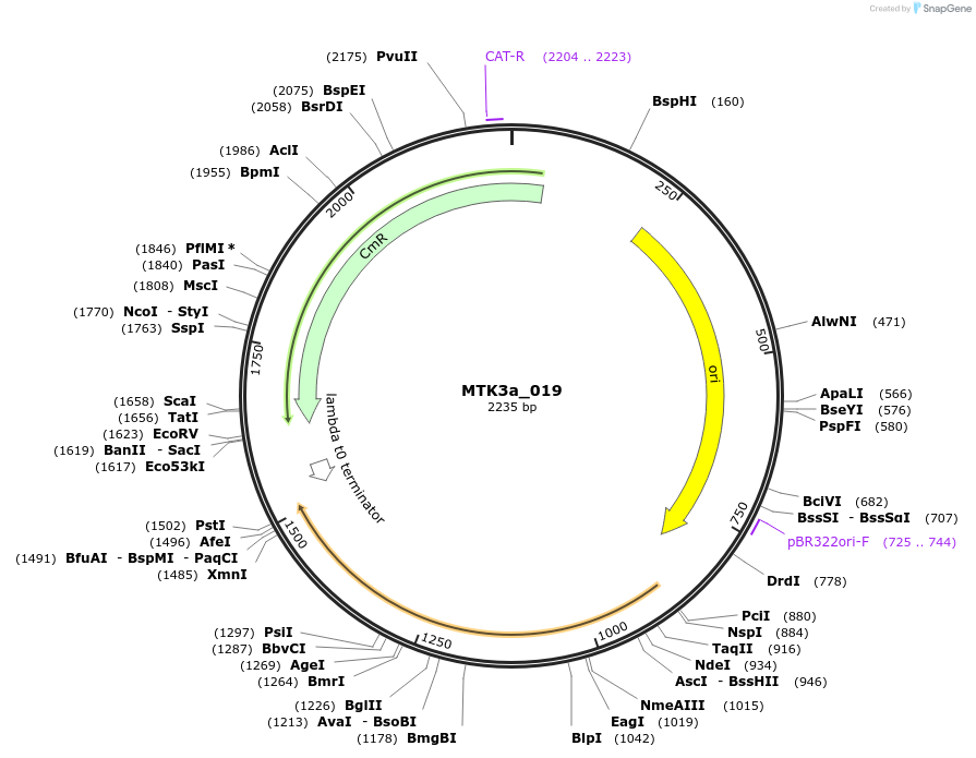 123771-plasmid-map-sequence-id-249061
