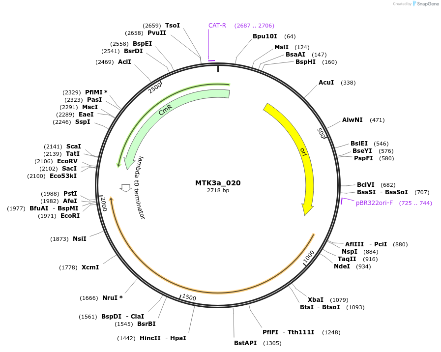 123772-plasmid-map-sequence-id-249062