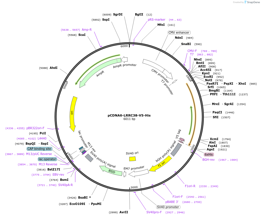 127820-plasmid-map-sequence-id-249069