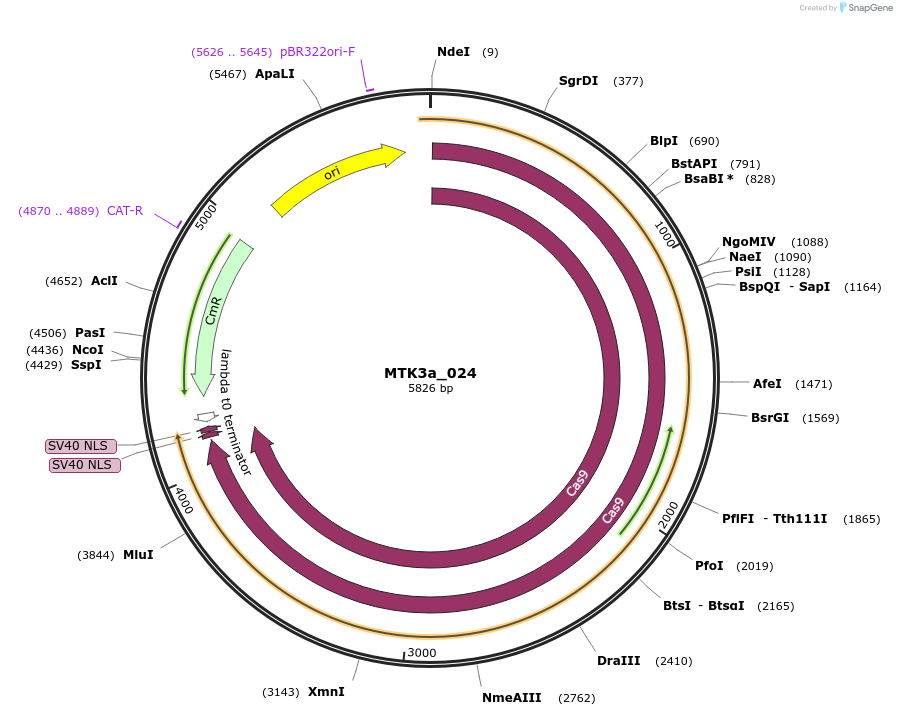 123776-plasmid-map-sequence-id-249073