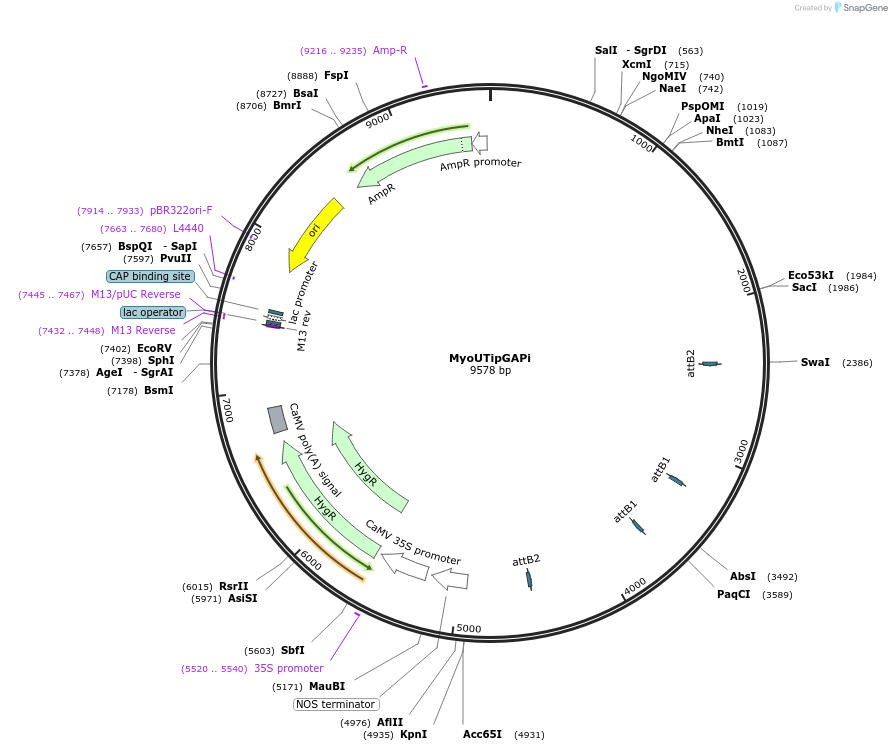 127549-plasmid-map-sequence-id-249090