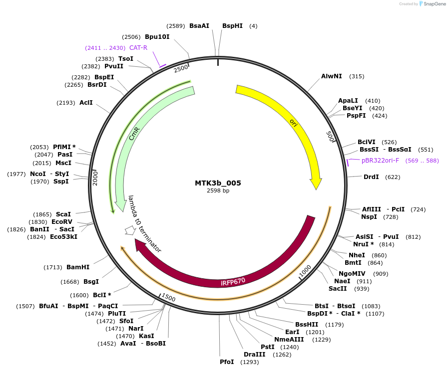 123786-plasmid-map-sequence-id-249091