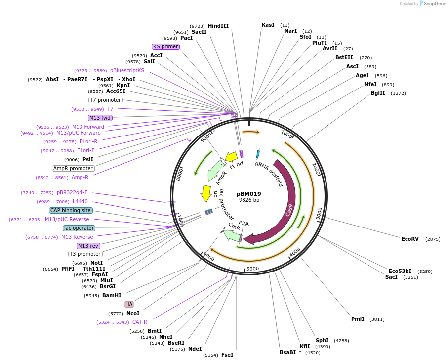 128179-plasmid-map-sequence-id-249095