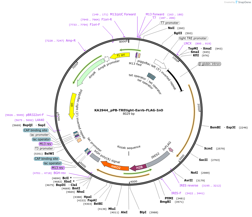 124179-plasmid-map-sequence-id-249100