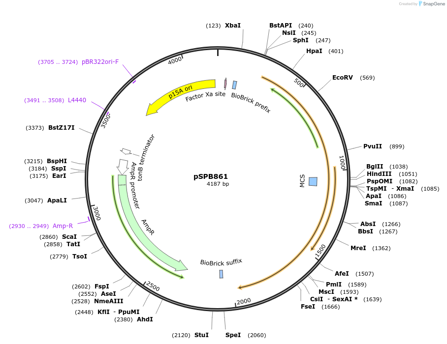128301-plasmid-map-sequence-id-249101