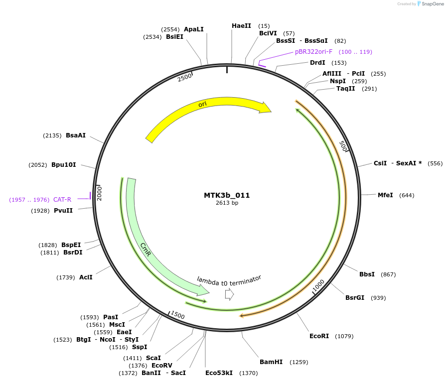 123792-plasmid-map-sequence-id-249106