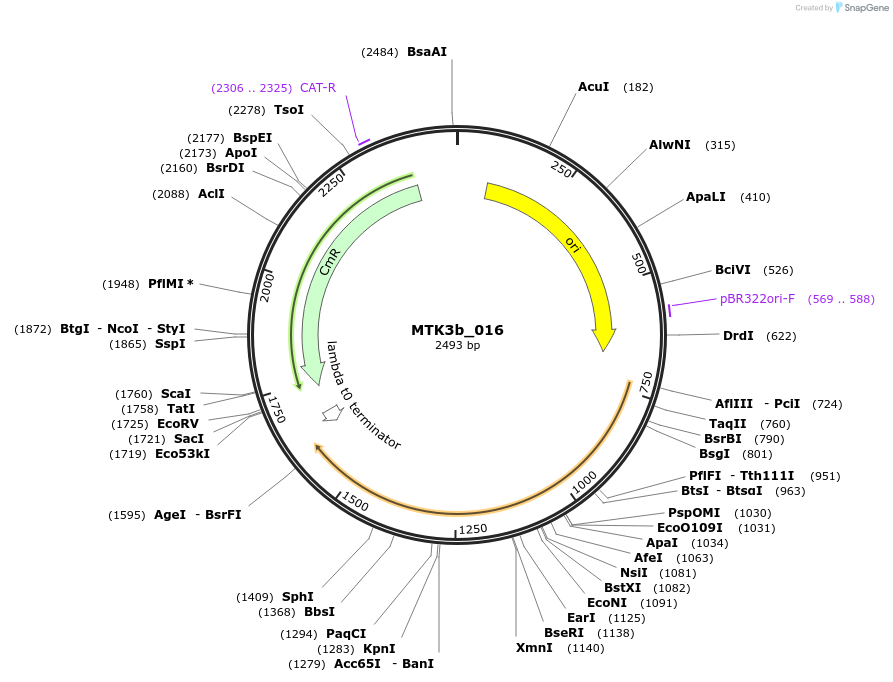 123797-plasmid-map-sequence-id-249124