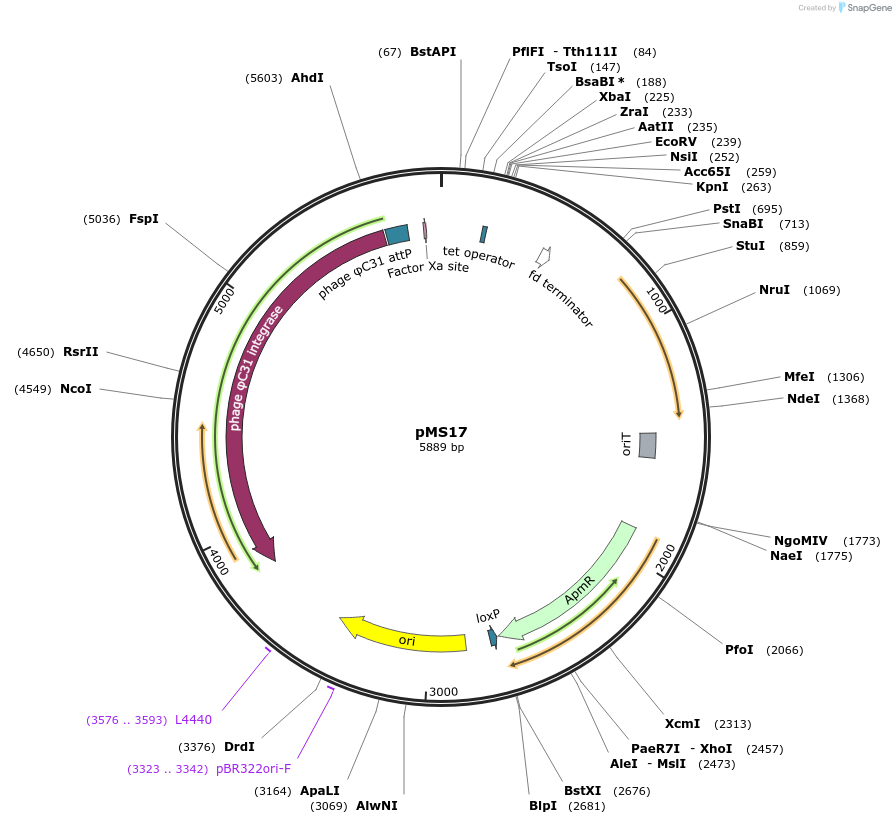 127088-plasmid-map-sequence-id-249126