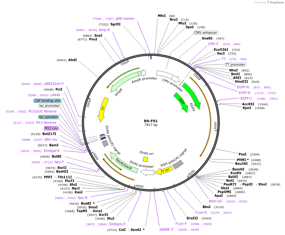 125208-plasmid-map-sequence-id-249150