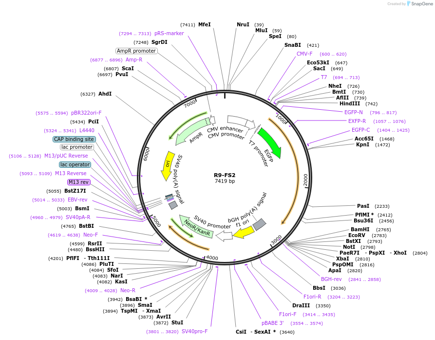 125209-plasmid-map-sequence-id-249152