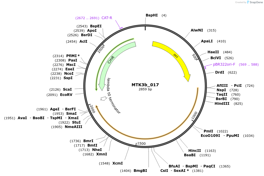123798-plasmid-map-sequence-id-249154