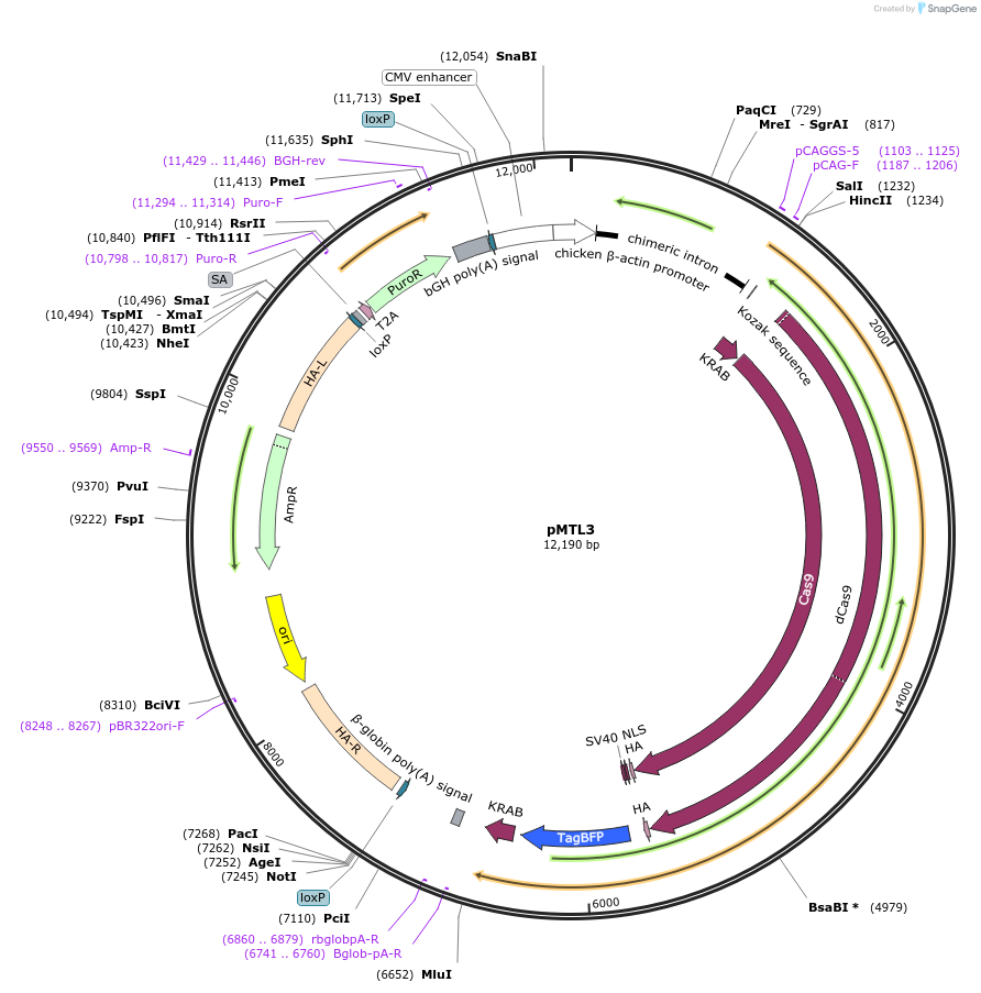 127966-plasmid-map-sequence-id-249160