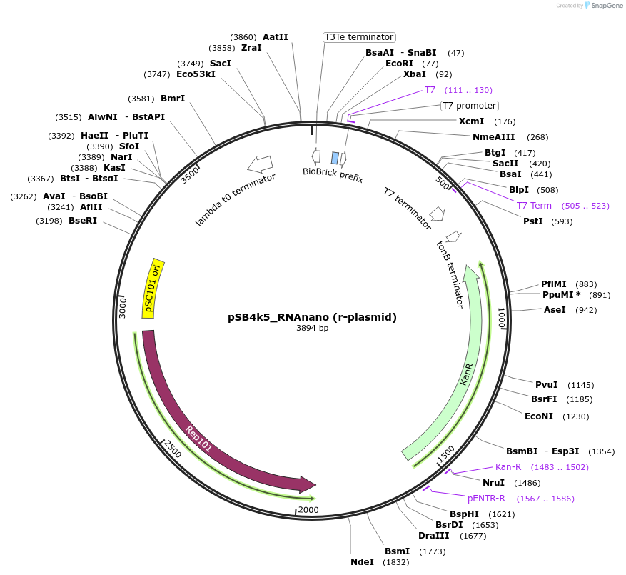 127634-plasmid-map-sequence-id-249161