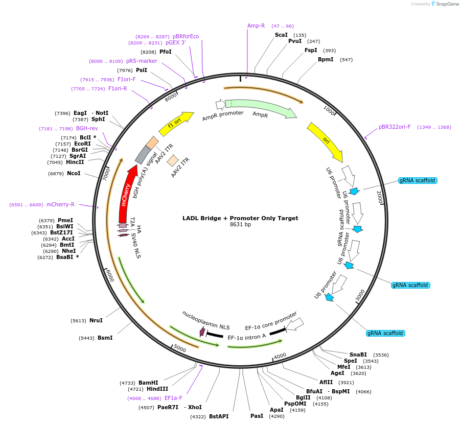 127669-plasmid-map-sequence-id-249167