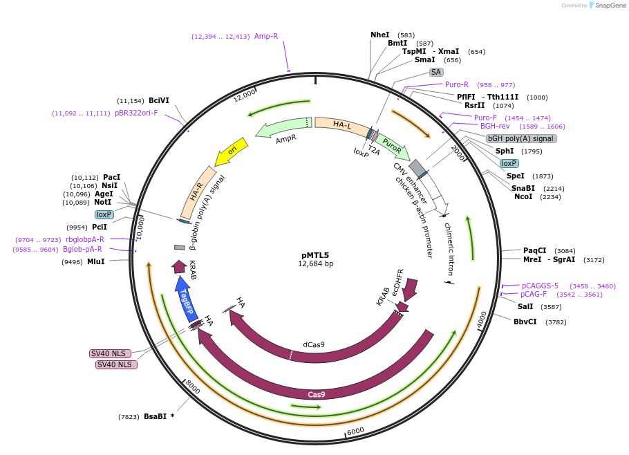 127967-plasmid-map-sequence-id-249184