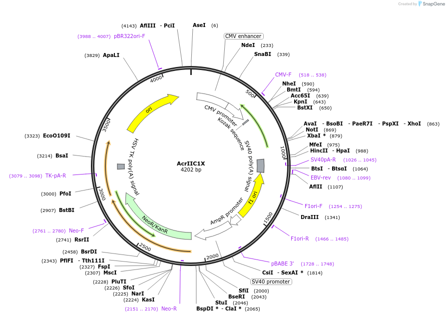128112-plasmid-map-sequence-id-249186