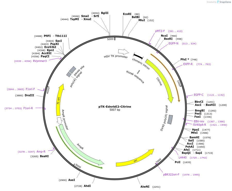 127770-plasmid-map-sequence-id-249189