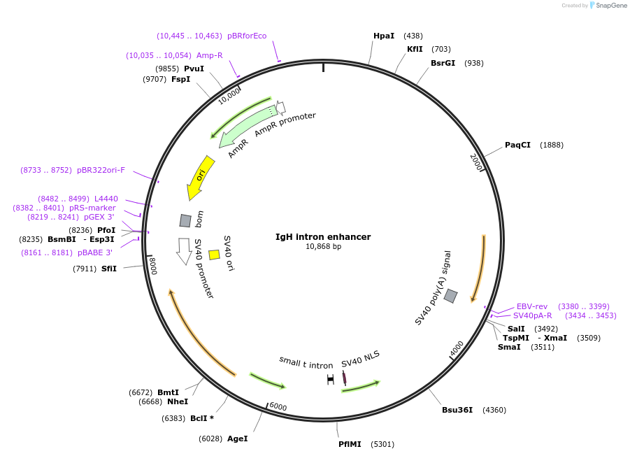 127247-plasmid-map-sequence-id-249193