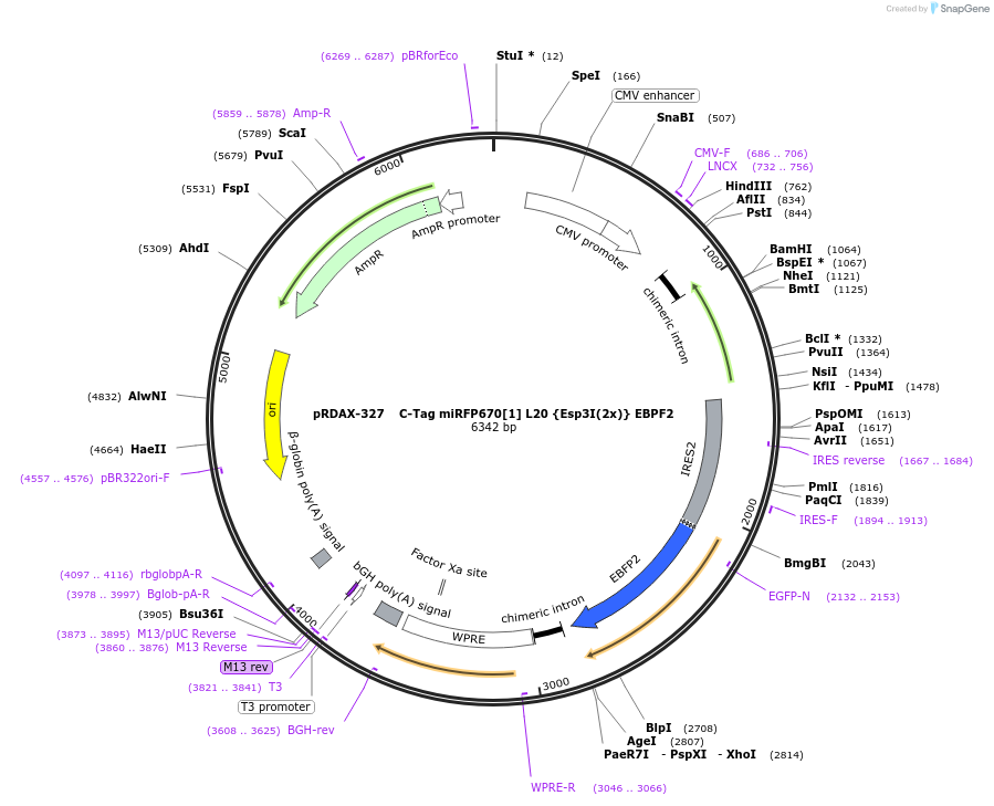 129830-plasmid-map-sequence-id-249208