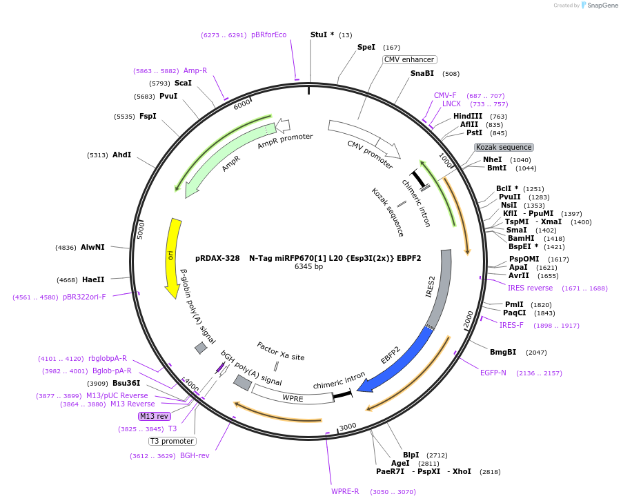 129831-plasmid-map-sequence-id-249209