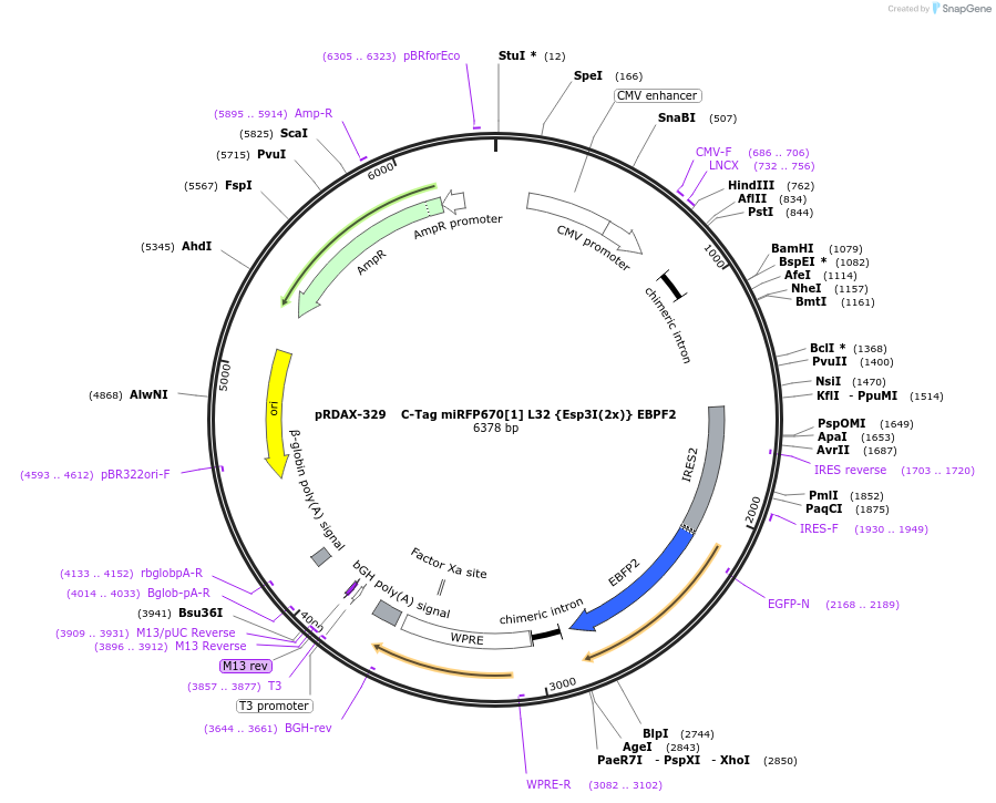 129832-plasmid-map-sequence-id-249210