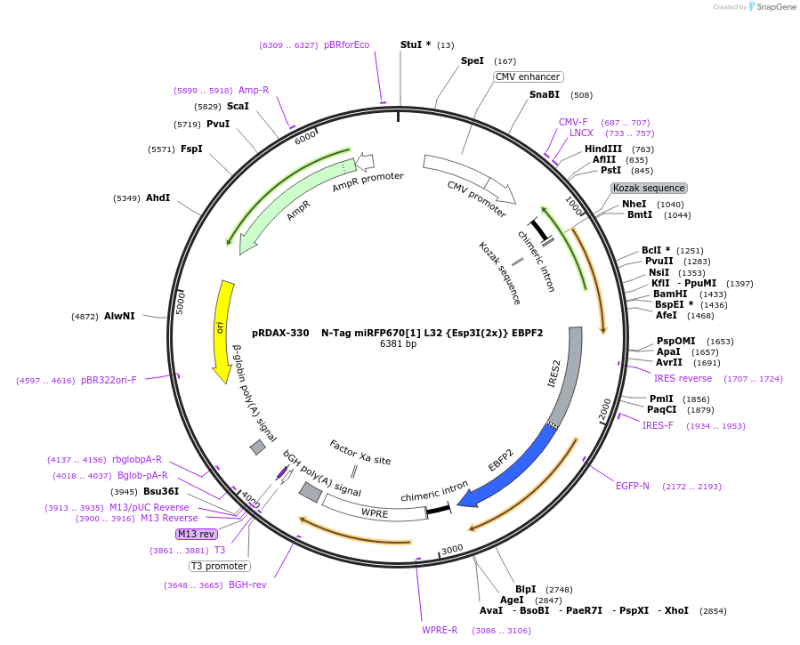 129833-plasmid-map-sequence-id-249211