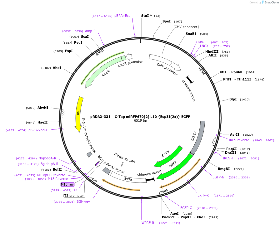 129834-plasmid-map-sequence-id-249212