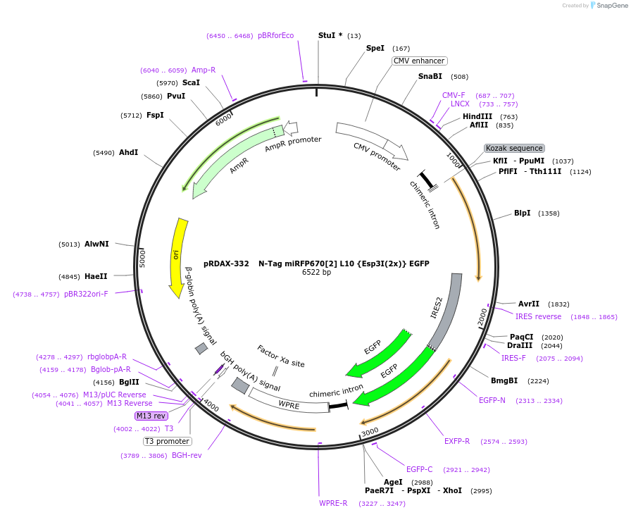 129835-plasmid-map-sequence-id-249213