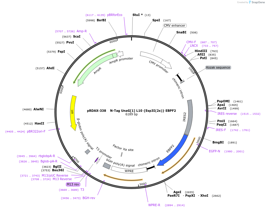 129841-plasmid-map-sequence-id-249219
