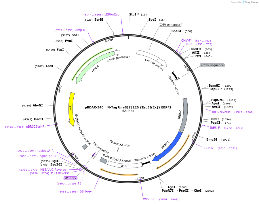 129843-plasmid-map-sequence-id-249221